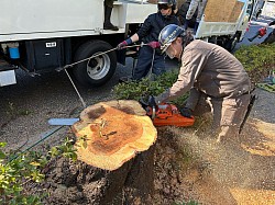 街路樹【桜】